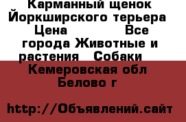 Карманный щенок Йоркширского терьера › Цена ­ 30 000 - Все города Животные и растения » Собаки   . Кемеровская обл.,Белово г.